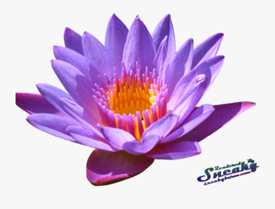 Transparent Water Lilies Png - Water Lily Flower Png, Transparent Clipart