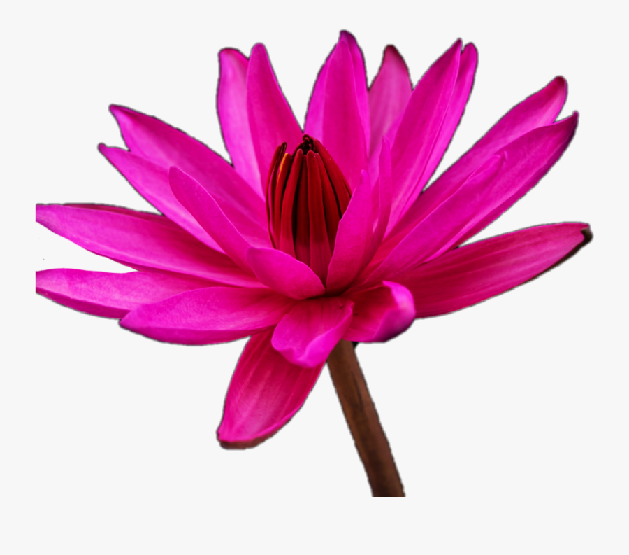 #water #lily #flower #pink #jhyuri - Water Lily, Transparent Clipart