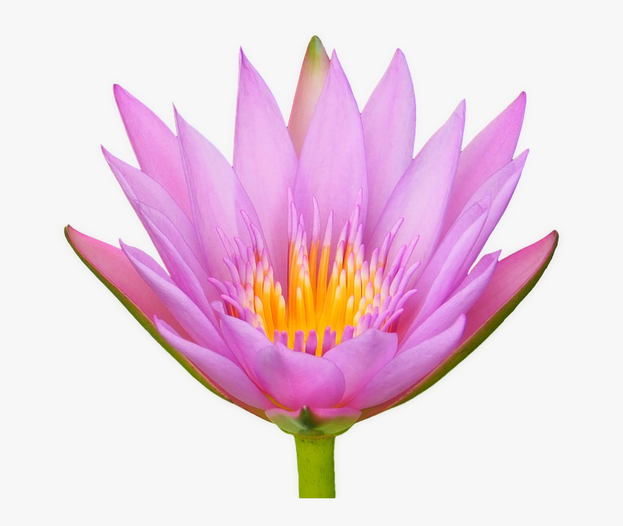 Lotus Flower Water Lily Flora Isolated Transparent - Lotusblüte Png, Transparent Clipart