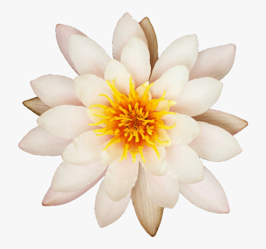1 Kb - White Water Lily Png, Transparent Clipart