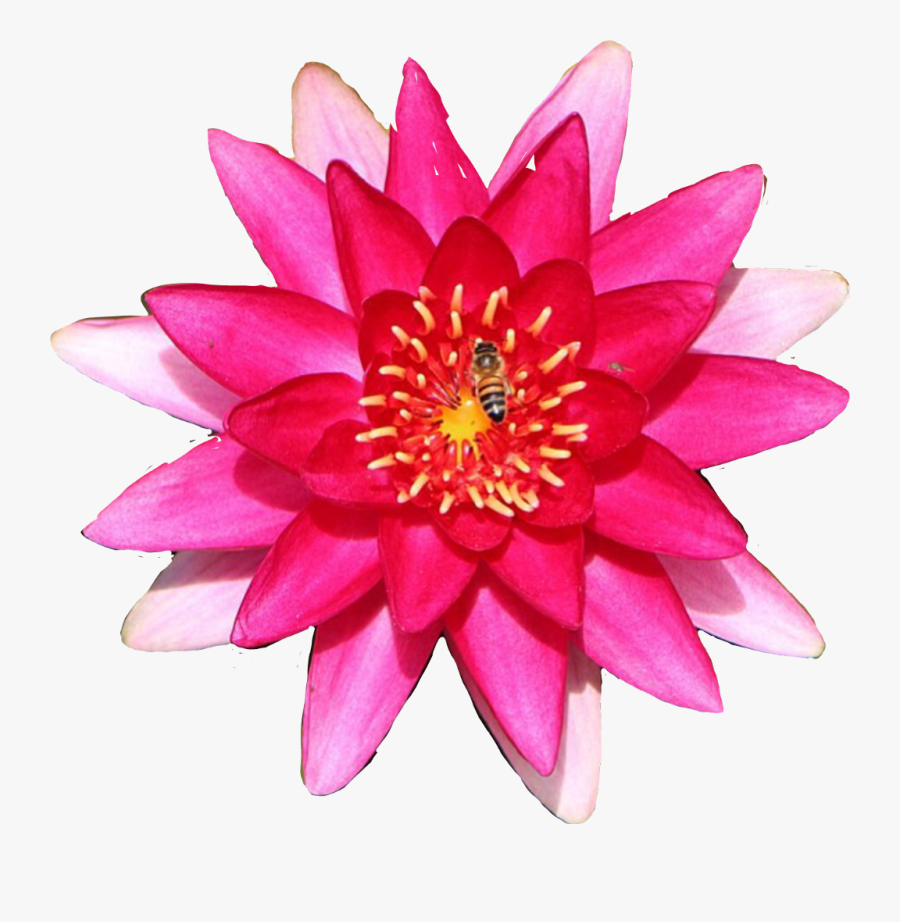 #lily #flower #waterlily - Water Lily, Transparent Clipart