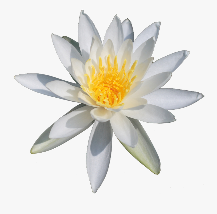 Lotus Flower Png - White Water Lily Png, Transparent Clipart