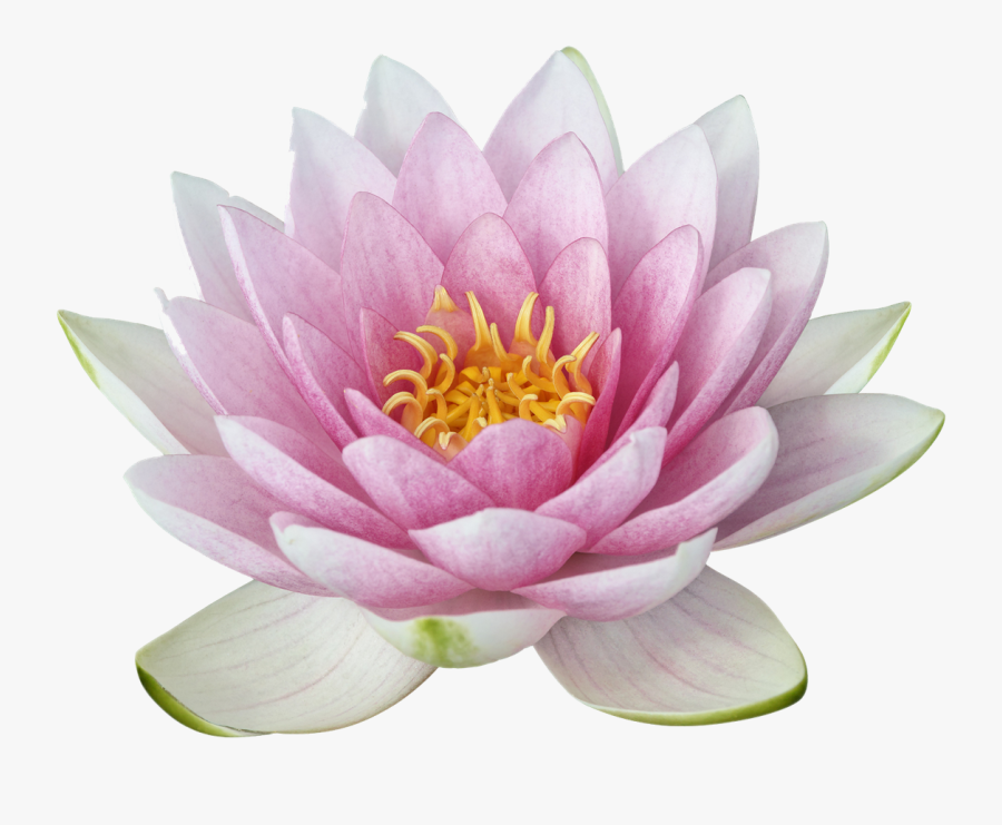 Fragrant White Water Plant,sacred Lotus,pink,lotus - Lotus Png, Transparent Clipart