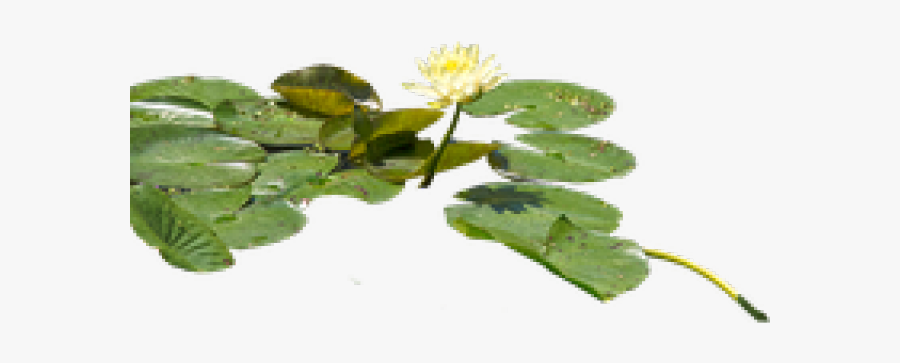 Water Lily Png Transparent Images - Lily Pads Transparent Background, Transparent Clipart