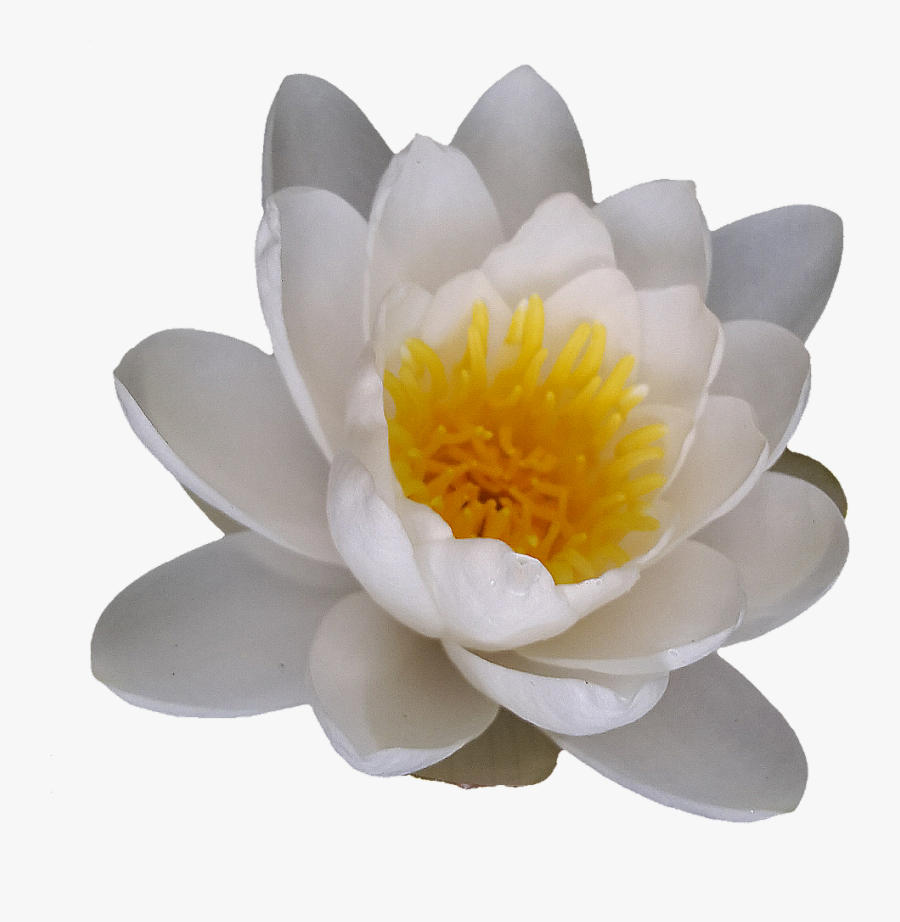 #waterlily #flower #white #myphoto - Sacred Lotus, Transparent Clipart