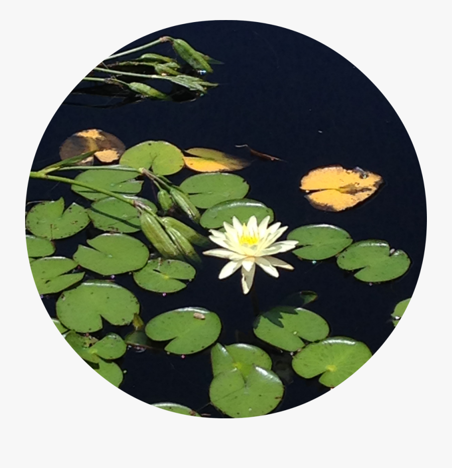 Transparent Lily Pads Png - Water Lily, Transparent Clipart