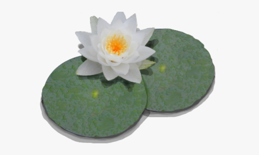 Water Lily Png Transparent Images - Transparent Lily Pad Png, Transparent Clipart