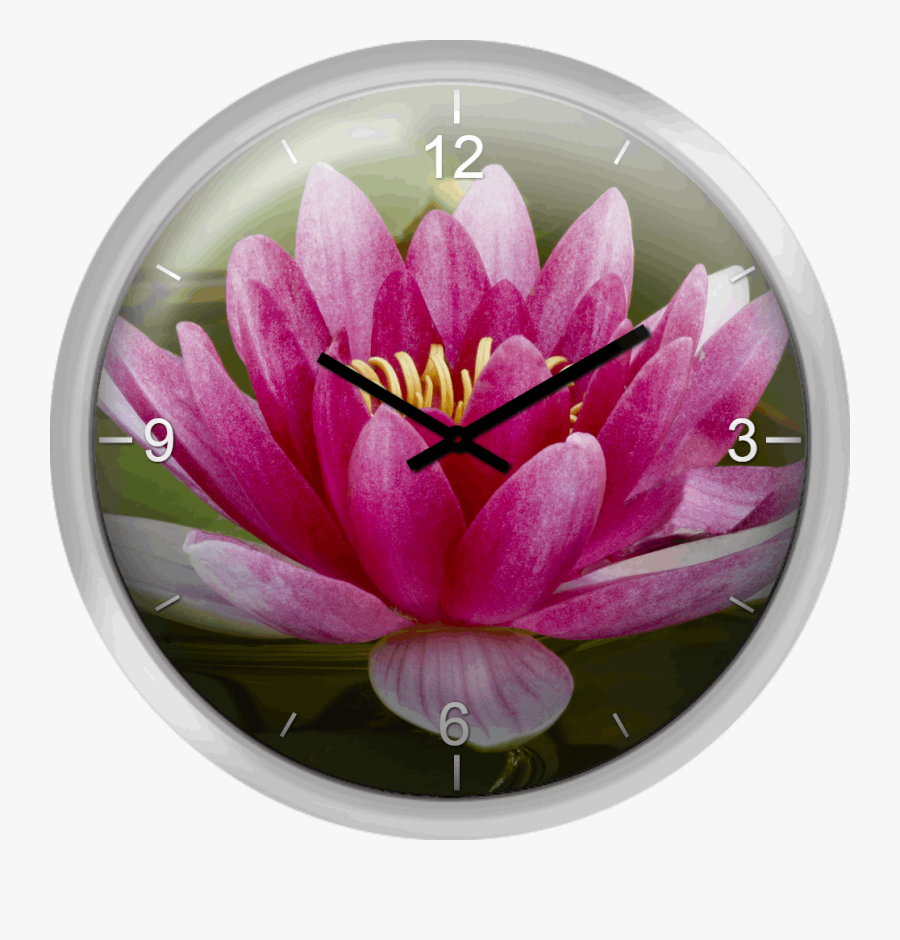 Transparent Water Lily Png - Water Lily, Transparent Clipart