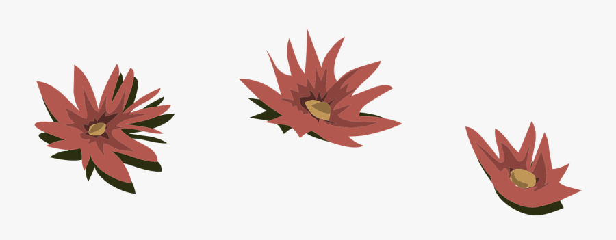 Pink Flowers Water Lilies Lily Png Image - Lily, Transparent Clipart