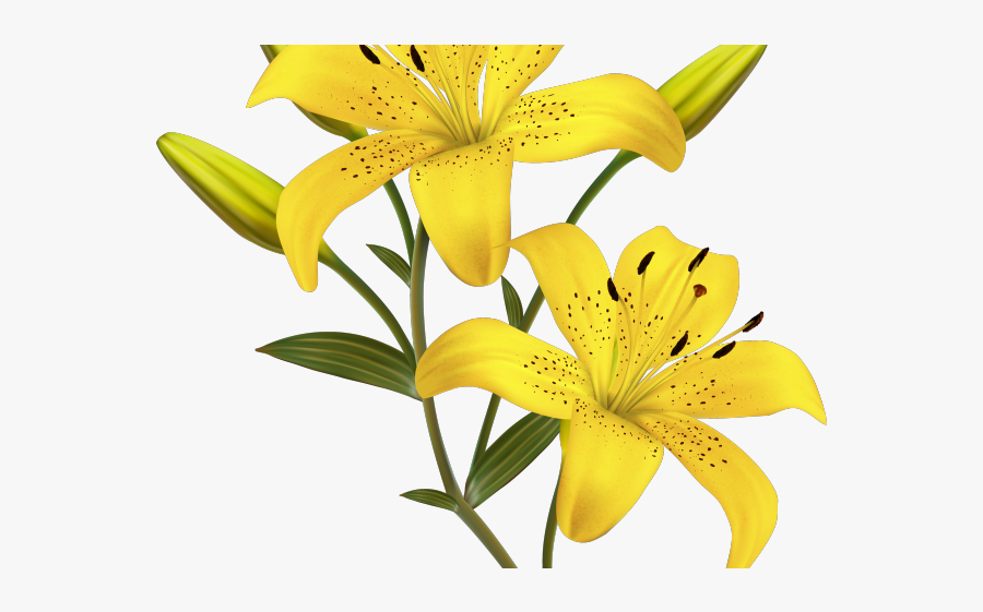 Lily Clipart Mango Flower - Yellow Flower Clipart, Transparent Clipart