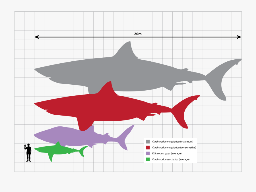 Great White Shark Clipart Average Size - Megalodon Scale, Transparent Clipart