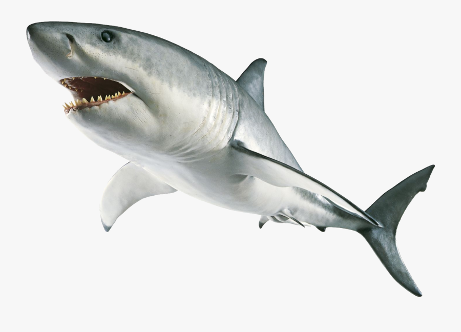 Sharks Images Free Download - Great White Shark No Background, Transparent Clipart