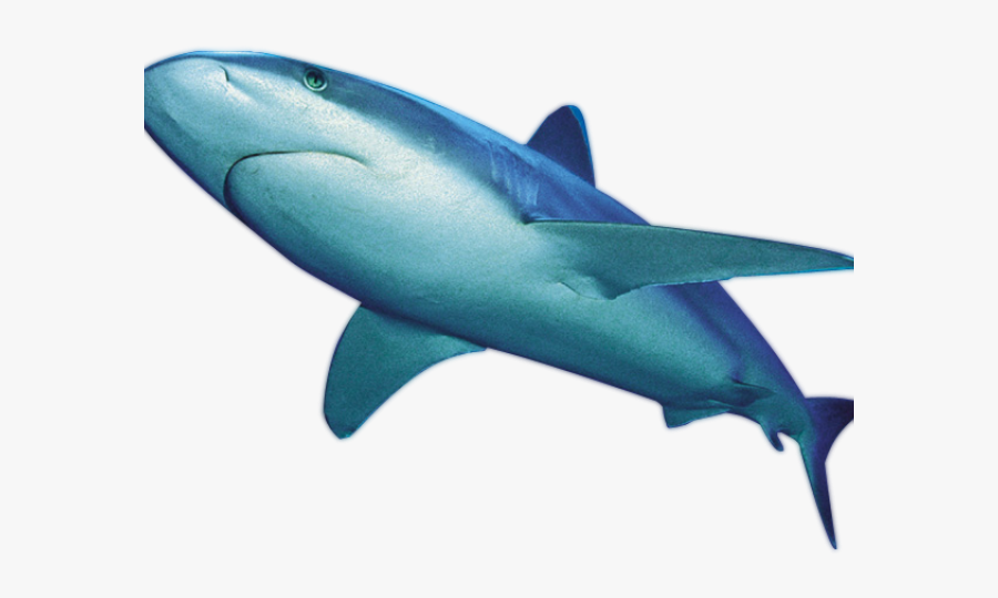 Great White Shark Clipart Animals That Swim - Blue Shark Transparent Background, Transparent Clipart