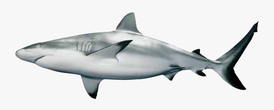 Png Animal Pinterest - Shark With White Background, Transparent Clipart