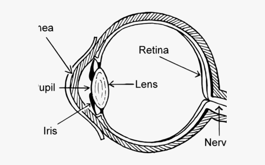Great White Shark Clipart Eye - Unlabeled Human Eye Diagram, Transparent Clipart