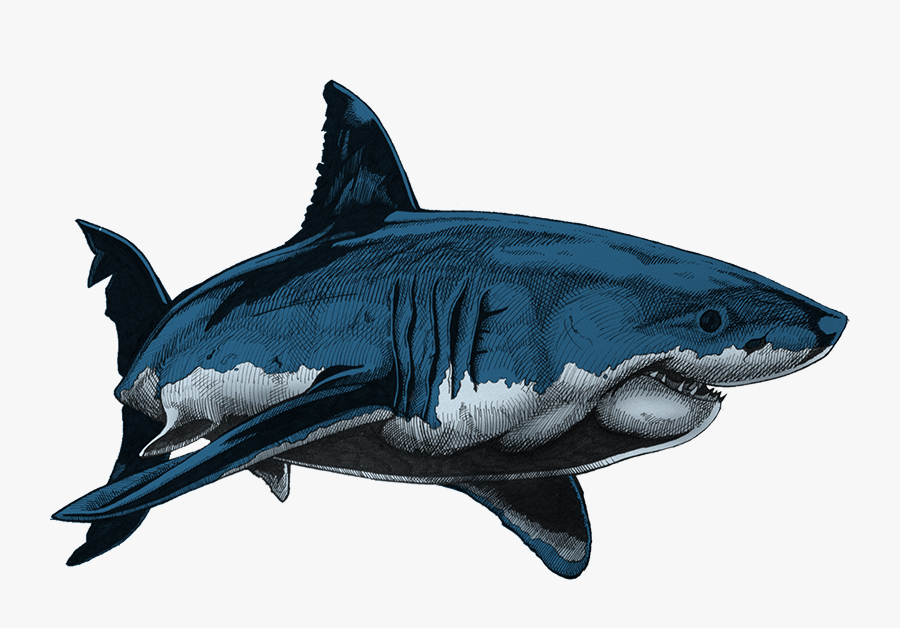 Great White Shark Blue Shark Drawing, Transparent Clipart