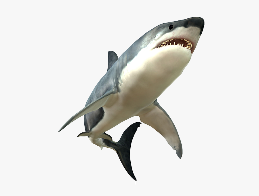 Shark Picture - Shark Png, Transparent Clipart