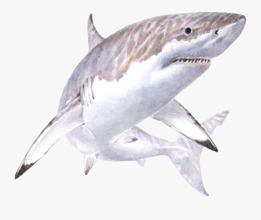 Transparent Great White Shark Clipart - Great White Shark Illustration, Transparent Clipart