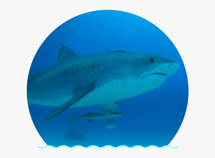 Clip Art Images Sharks - Tiger Shark, Transparent Clipart