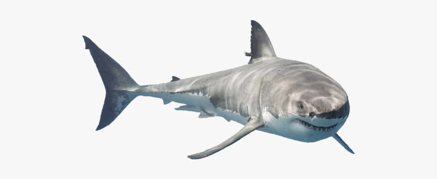 Shark Animal Sea Freetoedit - Great White Shark, Transparent Clipart