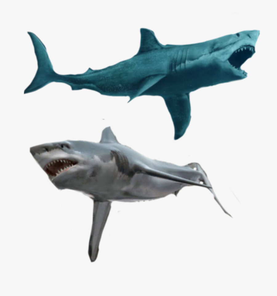 Transparent Hammerhead Shark Png - Requiem Shark, Transparent Clipart