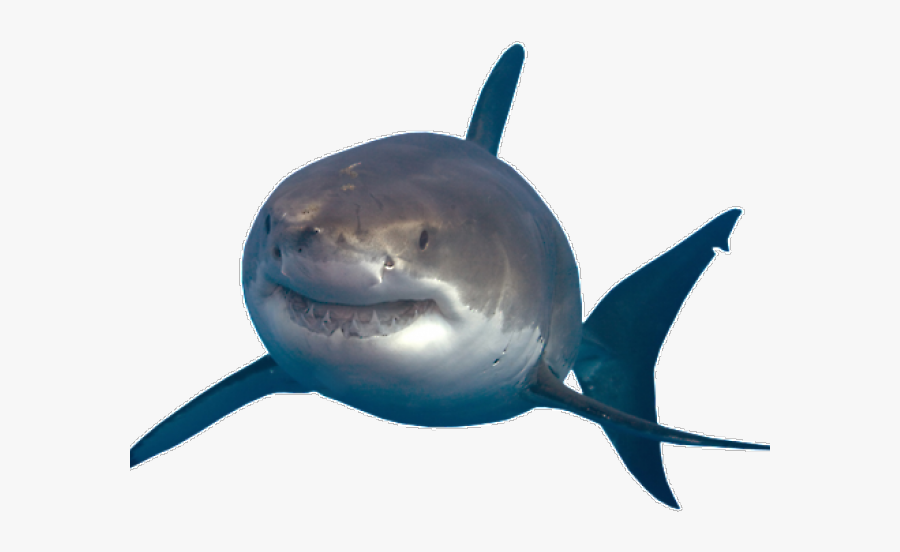 Shark Png Transparent Images - Great White Shark Png, Transparent Clipart
