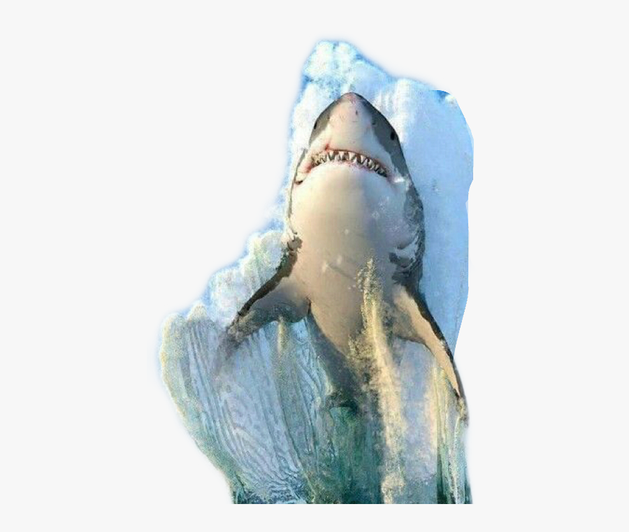 Shark Freetoedit - Cell Phone Wallpaper Shark, Transparent Clipart