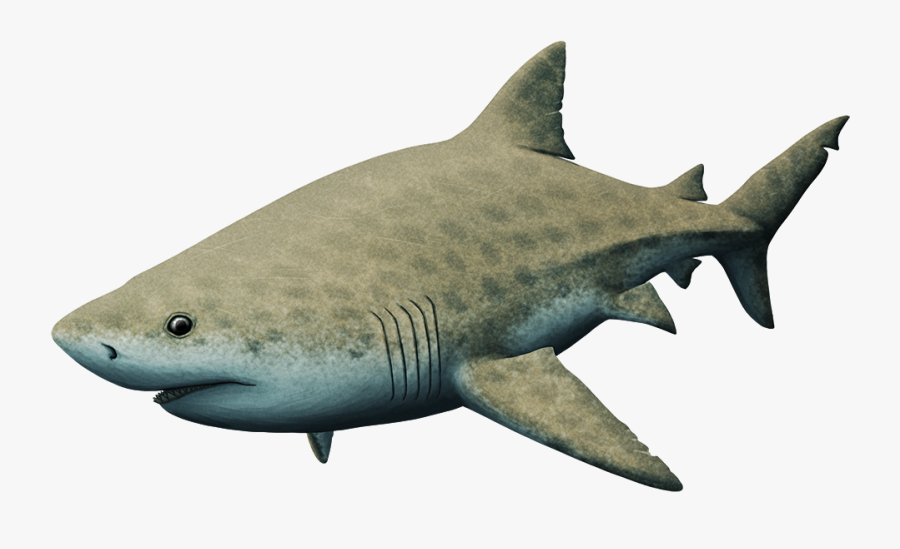 Great White Shark, Transparent Clipart