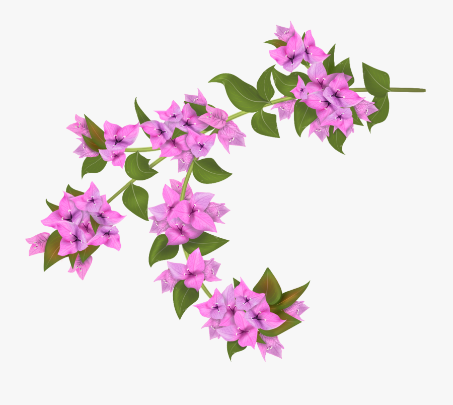 Bougainvillea Flower Transparent Background, Transparent Clipart