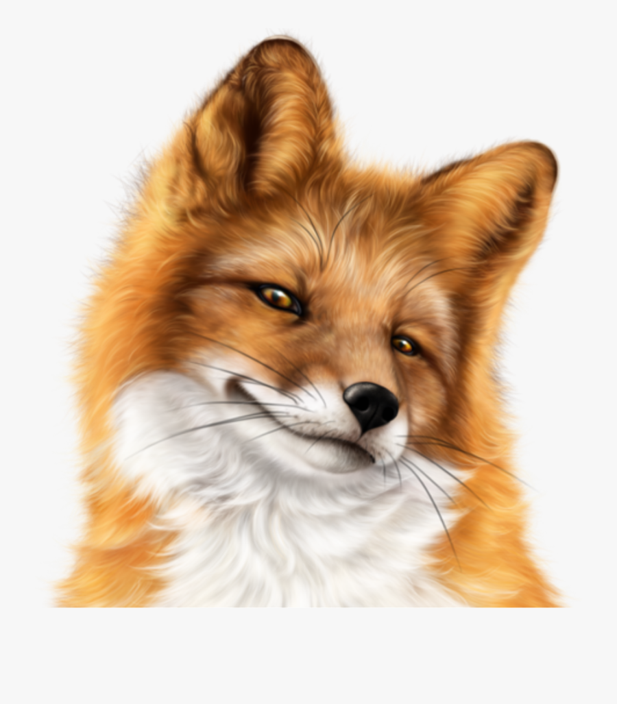 #snarky #fox #face #freetoedit - Tubes Psp Fox, Transparent Clipart
