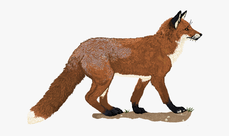 Transparent Red Fox Png - Portable Network Graphics, Transparent Clipart