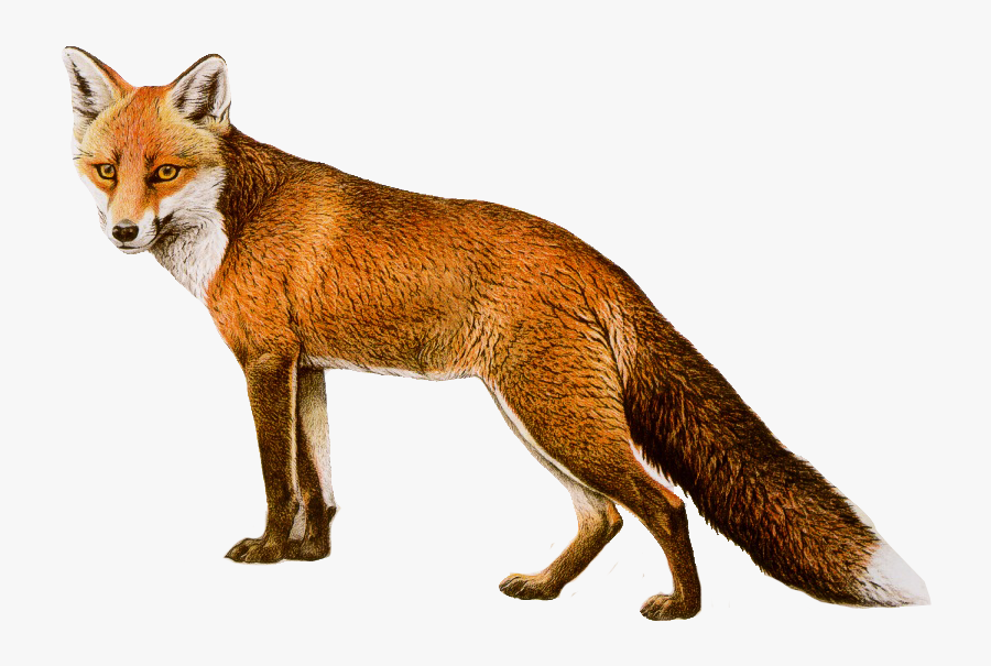 Download Fox Png Transparent Images Transparent Backgrounds - Fox Png, Transparent Clipart