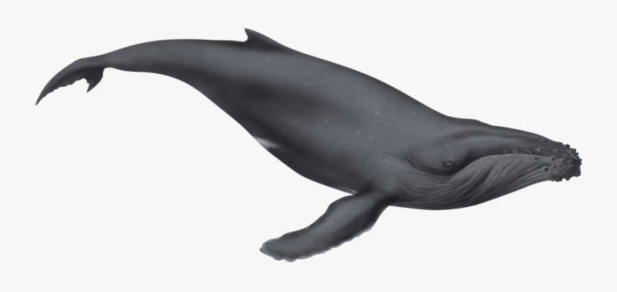 Grey Whale White Background, Transparent Clipart