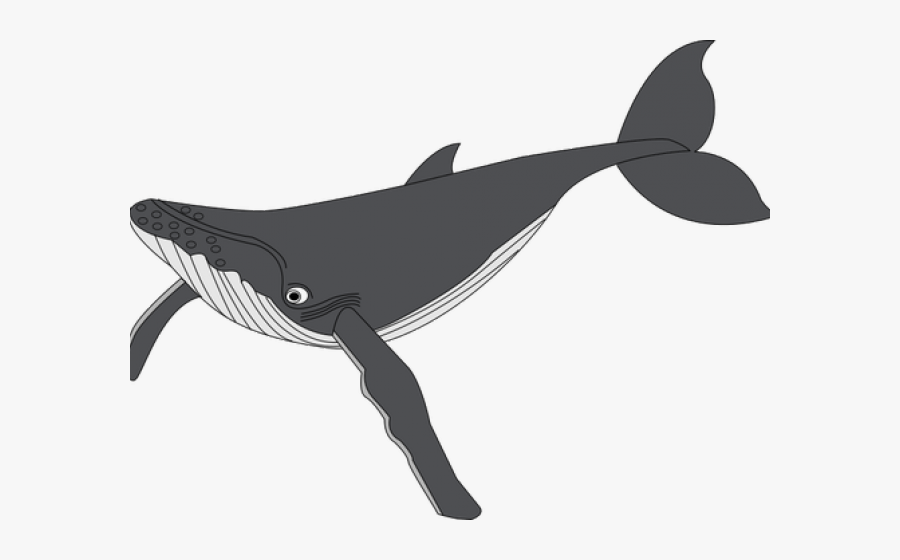 Humpback Whale Clipart Carton - Gray Whale Clipart, Transparent Clipart