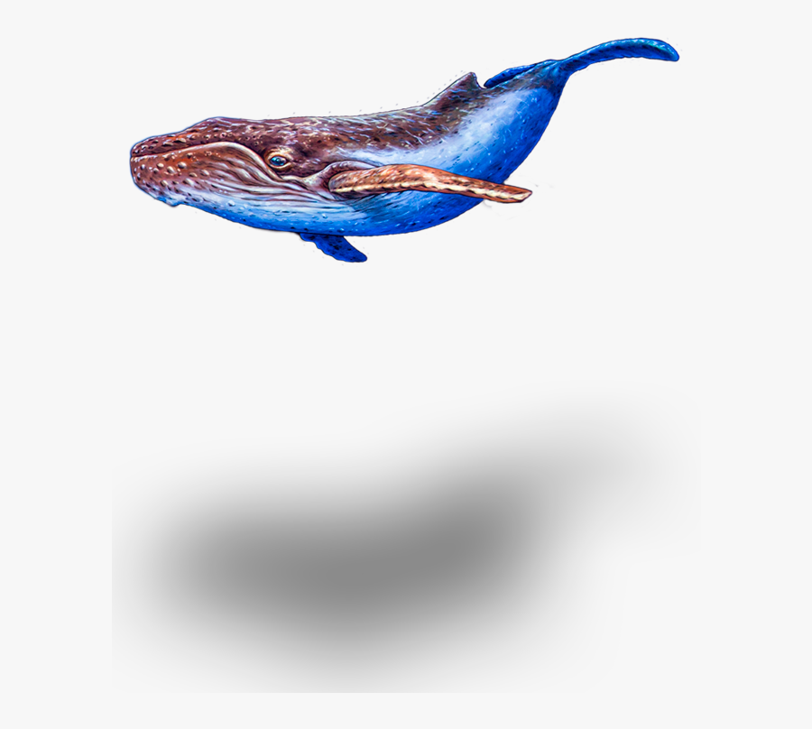Seeking The Enchanted Forest - Humpback Whale, Transparent Clipart