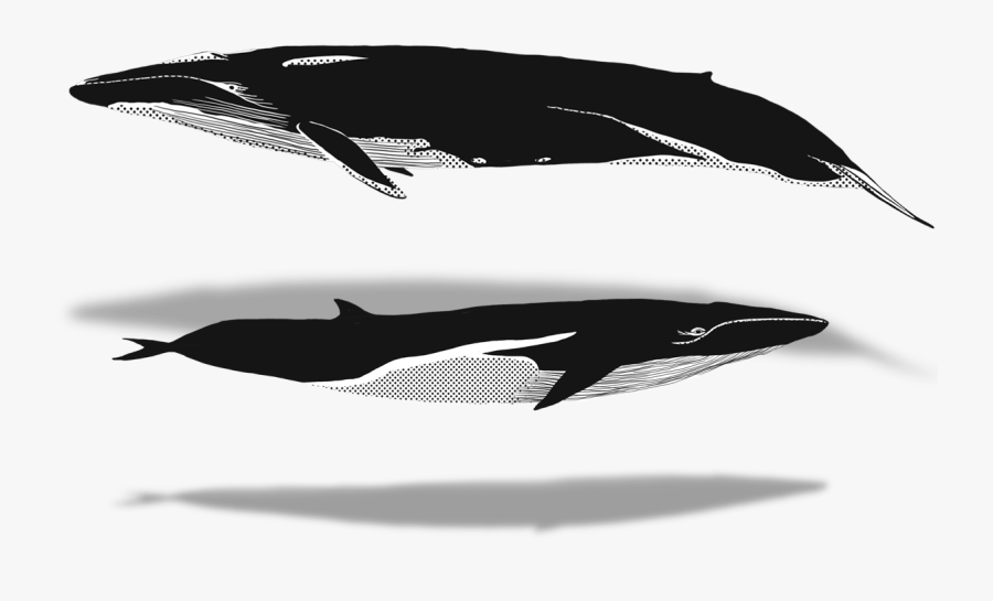 Killer Whale, Transparent Clipart