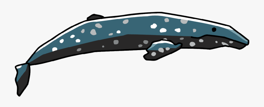 Transparent Humpback Whale Png - Clip Art, Transparent Clipart