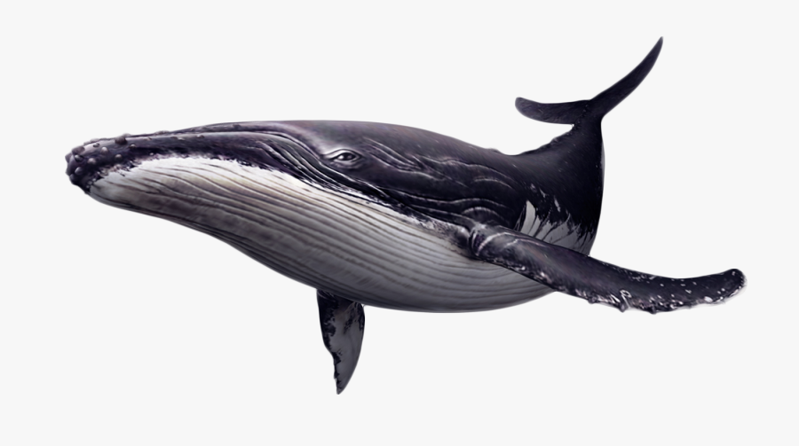Portable Network Graphics Whales Clip Art Image Killer - Blue Whale Png, Transparent Clipart