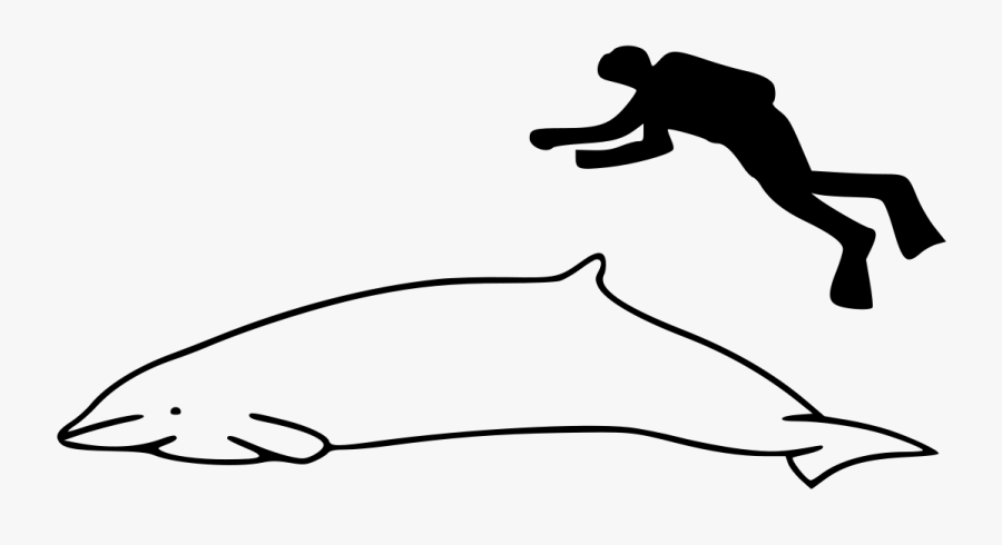 Humpback Whale Next To Human Clipart , Png Download - Short Finned Pilot Whale Drawing, Transparent Clipart