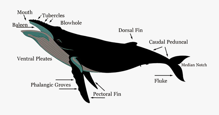 Image - Features Of A Humpback Whale, Transparent Clipart