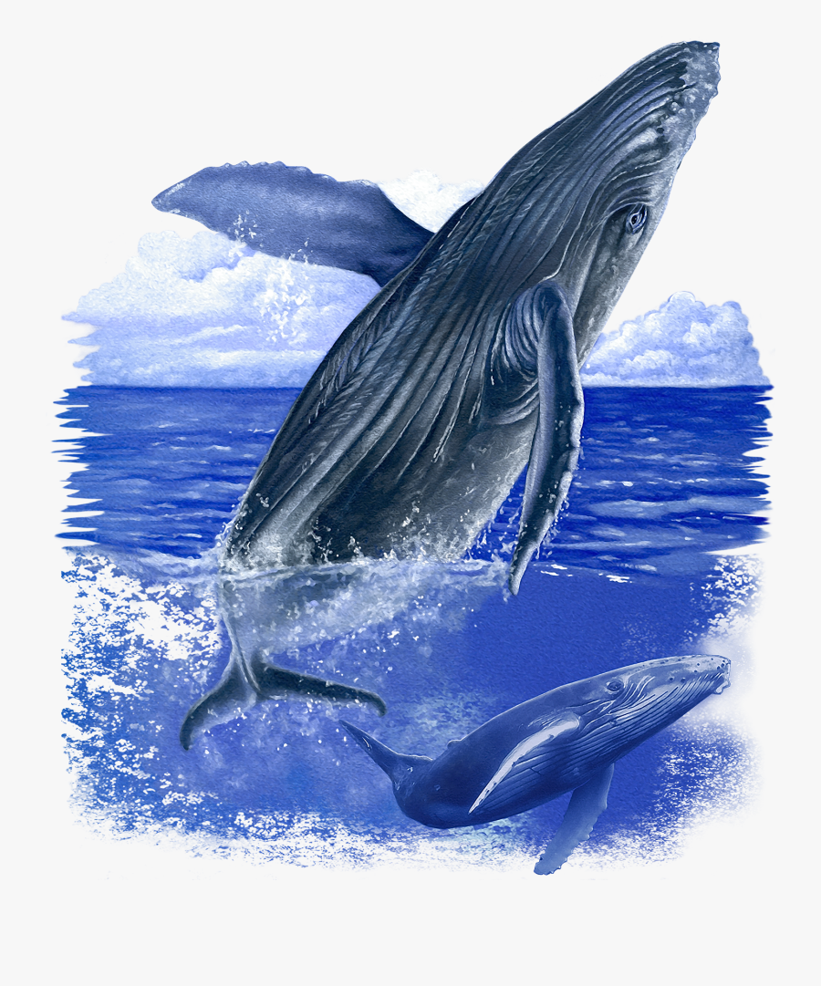 Humpback Whale, Transparent Clipart