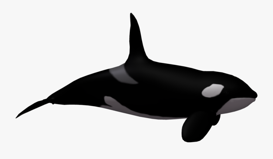 Toothed Whale Killer Whale Clip Art - Sea World Clip Art, Transparent Clipart
