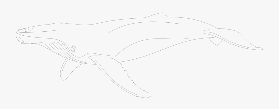 Sketch, Transparent Clipart