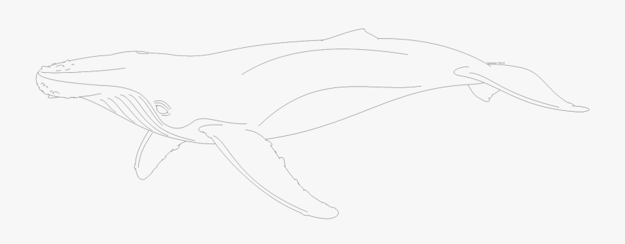 Humpback Whale Lineart - Sketch, Transparent Clipart