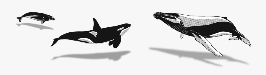 Orca, Transparent Clipart