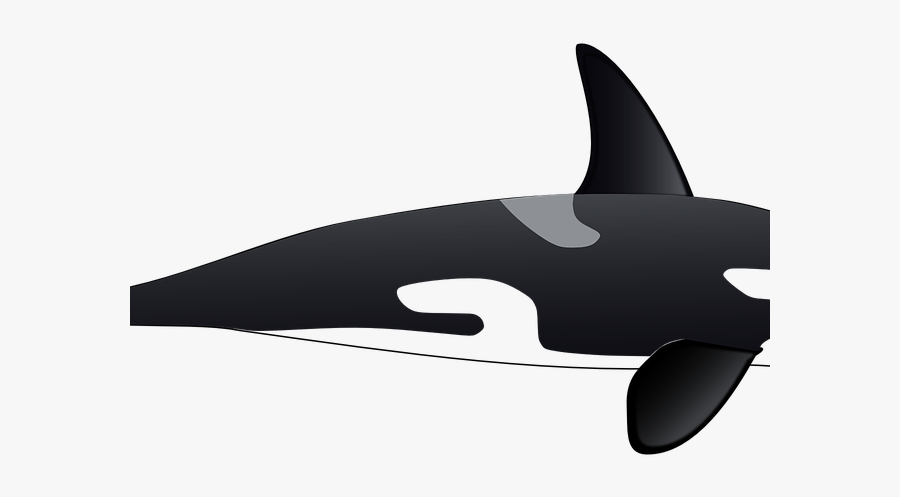 Killer Whale, Transparent Clipart