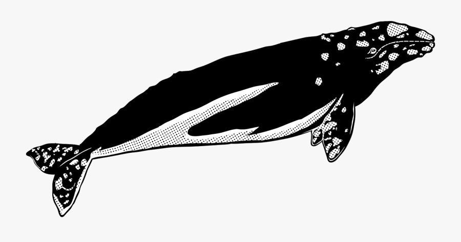 Transparent Whales Png - Whale, Transparent Clipart