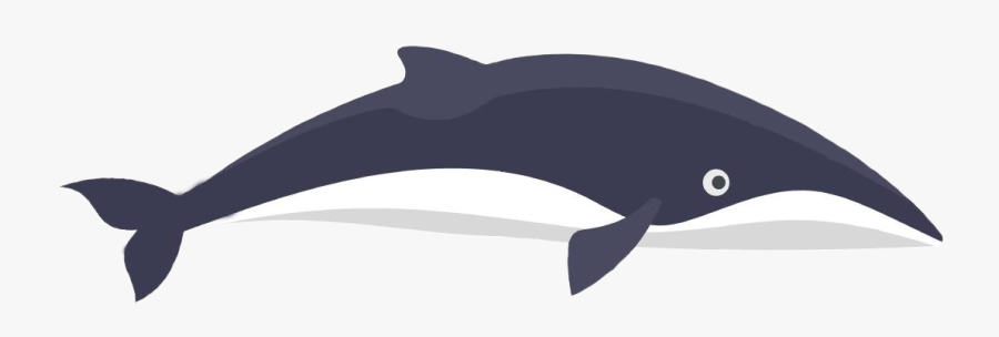 Whale Clipart Minke Whale, Transparent Clipart