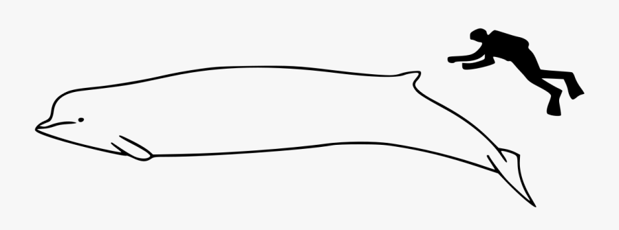 Whale Size, Transparent Clipart