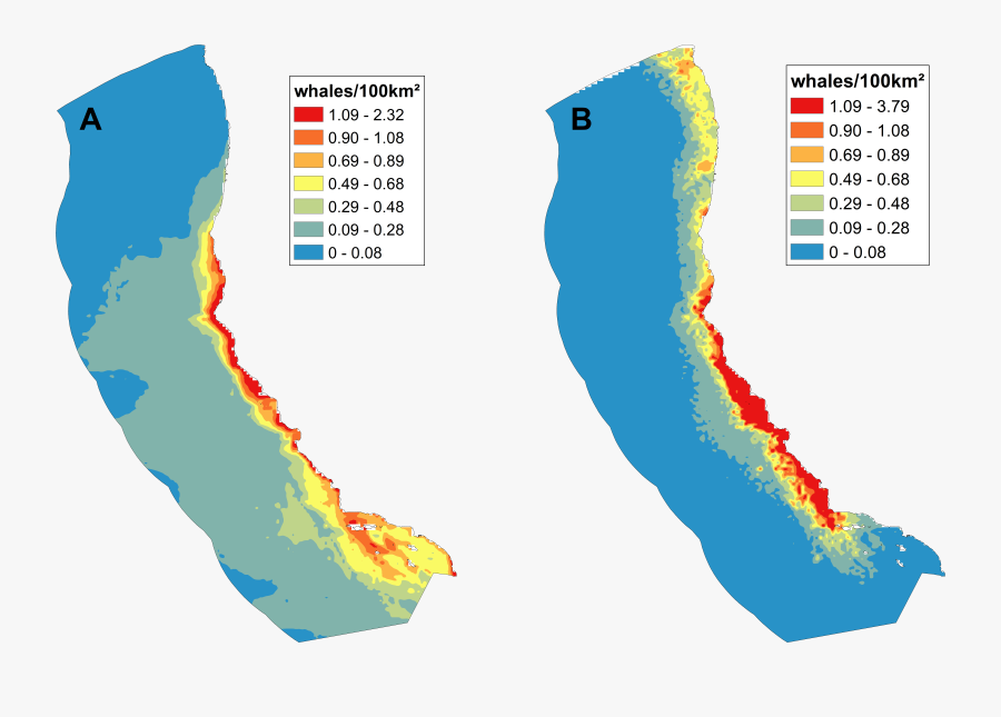 Humpback Whale Clipart, Transparent Clipart